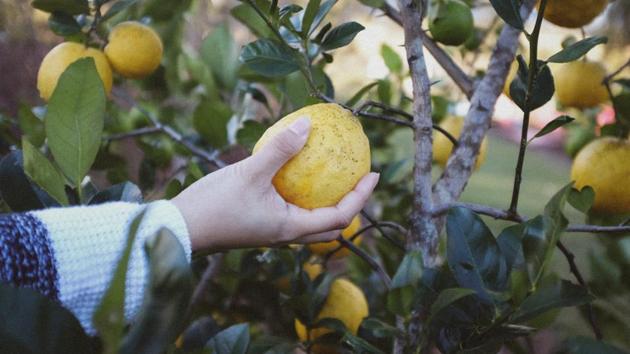 Food choices that help the environmentwill also be healthier because people will eat more locally-produced vegetables and fruits, less meat and less processed foods. (Representational Image)(Unsplash)