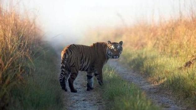 Tiger MH-3 had died on July 23 due to a cardiac arrest and tigress MT-2 was found dead on Monday (August 3). (AP) Tiger MH-3 had died on July 23 due to a cardiac arrest and tigress MT-2 was found dead on Monday (August 3). (AP)