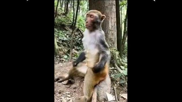  monkeys meditation :: funny pictures