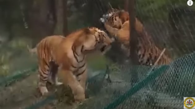 The image shows the two tigers facing each other.(YouTube/@aranya_kfd)
