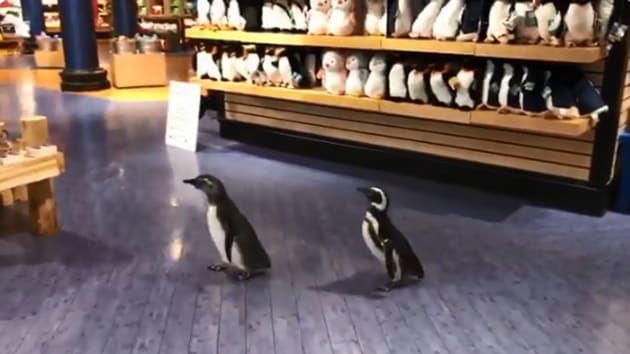 The image shows the two penguins wandering around.(Twitter/@shedd_aquarium)