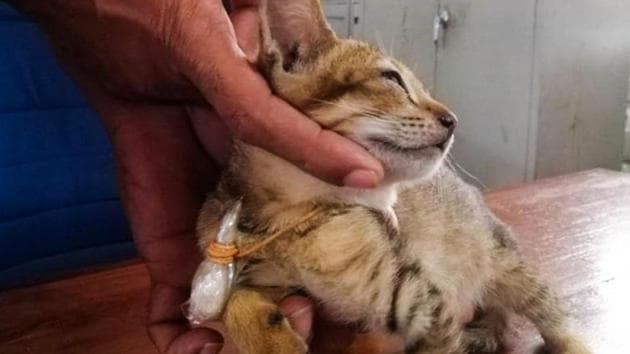 In this handout picture taken on August 1, 2020, and released by Sri Lanka Police, a prison-officer shows a cat detained at the high-security Welikada Prison in Colombo. - A cat detained at Sri Lanka's main prison while allegedly trying to smuggle drugs and cell phone SIM cards has escaped, media reports said August 3. (AFP) In this handout picture taken on August 1, 2020, and released by Sri Lanka Police, a prison-officer shows a cat detained at the high-security Welikada Prison in Colombo. - A cat detained at Sri Lanka's main prison while allegedly trying to smuggle drugs and cell phone SIM cards has escaped, media reports said August 3. (AFP)