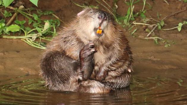 A female beaver is pictured at the River Otter.(REUTERS)