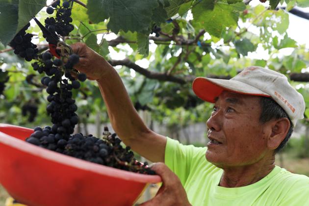 Hung Chi-pei, 72, the owner of the grape farm harvest grapes for winemaking at Shu Sheng Leisure Domaine in Taichung, Taiwan, July 20, 2020. (REUTERS)