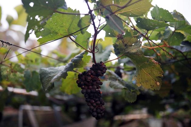Grapes for winemaking are seen at Shu Sheng Leisure Domaine in Taichung, Taiwan, July 20, 2020. (REUTERS) Grapes for winemaking are seen at Shu Sheng Leisure Domaine in Taichung, Taiwan, July 20, 2020. (REUTERS)