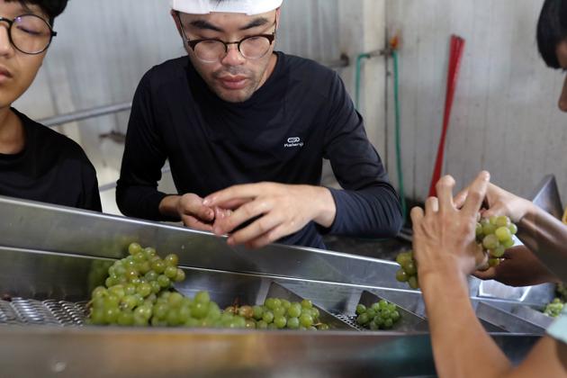 Staffs prepare fresh harvest grapes into the processer to make wine at Shu Sheng Leisure Domaine in Taichung, Taiwan, July 20, 2020. (REUTERS) Staffs prepare fresh harvest grapes into the processer to make wine at Shu Sheng Leisure Domaine in Taichung, Taiwan, July 20, 2020. (REUTERS)