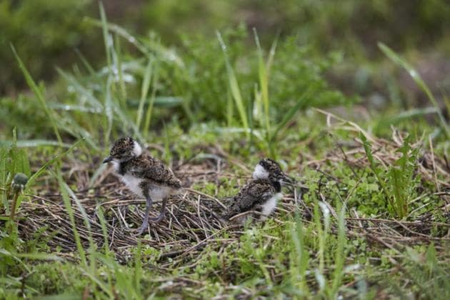 Rural living is all about one moment of peace and another of chaos, rescuing Lapwing chicks.(Shutterstock)