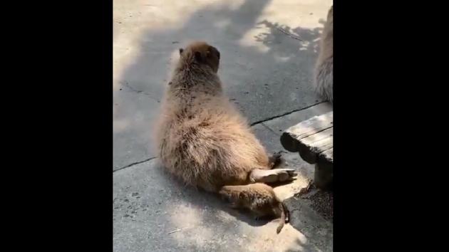 The clip showing the meerkat’s mischievous practical joke may just brighten up your morning.(Twitter/@susantananda3)