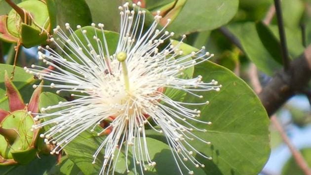 Known as white chippi in Marathi, Sonneratia alba grow up to five feet and bear white flowers with a pink base .(Mangrove Cell)