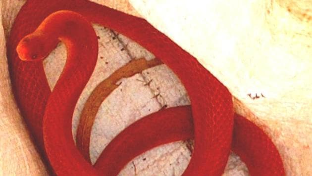 The Red Coral Kukri snake is a very rare snake and has been spotted only twice so far in Uttarakhand. (HT PHOTO) The Red Coral Kukri snake is a very rare snake and has been spotted only twice so far in Uttarakhand. (HT PHOTO)