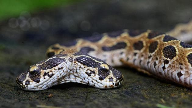 The snake is 11cm long, with the two heads measuring 2cm each, while the width of the snake is 1cm.(Prathamesh Khedwan)