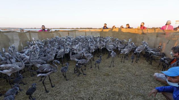 The numbers of pink flamingos may be the highest since experts began keeping records 45 years ago, said Thierry Marmol, guardian of the lands.(AP) The numbers of pink flamingos may be the highest since experts began keeping records 45 years ago, said Thierry Marmol, guardian of the lands.(AP)