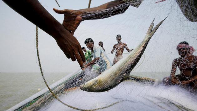 A hilsa fish is seen as fishermen pull the net on a boat near Ghoramara Island, India. (REUTERS)
