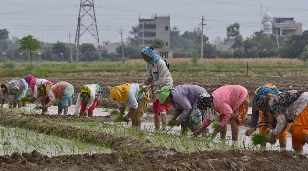 Women will then be left to tend the family, and in many cases, the family’s agricultural fields. Here, a concerted effort should be made to give them better tools to deal with agriculture in the form of easy to access loans and technology.(HTPhoto) Women will then be left to tend the family, and in many cases, the family’s agricultural fields. Here, a concerted effort should be made to give them better tools to deal with agriculture in the form of easy to access loans and technology.(HTPhoto)
