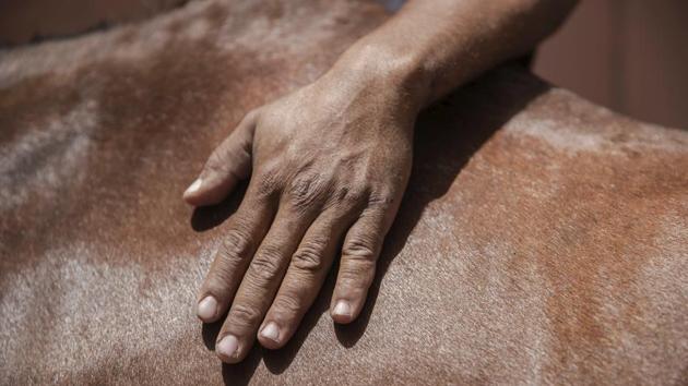 A man pets his horse while it feeds near a fountain in Marrakech, Morocco. (AP Photo/Mosa'ab Elshamy)