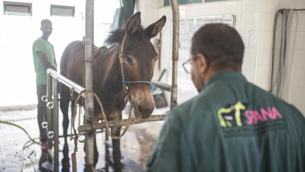A mule is treated at the SPANA shelter in Marrakech, Morocco. (AP Photo/Mosa'ab Elshamy)