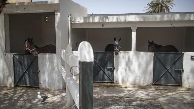 Horses in their stables at the SPANA shelter in Marrakech, Morocco. (AP Photo/Mosa'ab Elshamy)