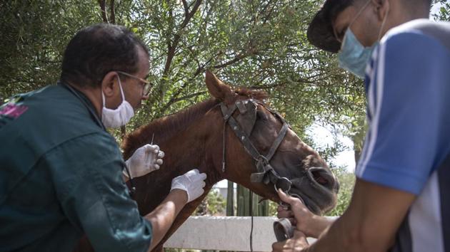 A doctor inspects a sick horse at the SPANA shelter in Marrakech, Morocco. (AP Photo/Mosa'ab Elshamy)