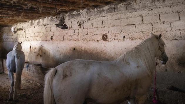 Birds fly as horses that are used to drive tourists around rest in a stables in Marrakech, Morocco. (AP Photo/Mosa'ab Elshamy)