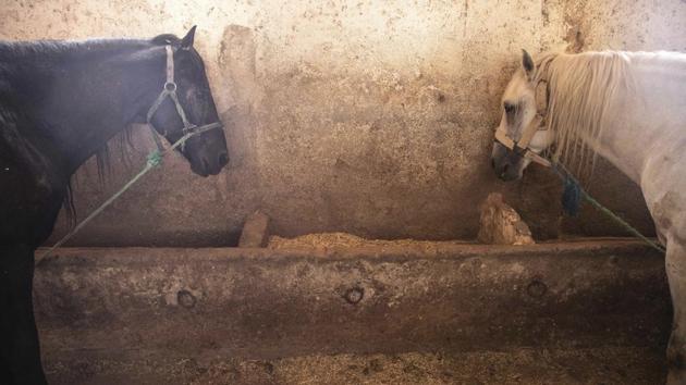 Horses that are used to drive tourists around in carriages rest in a stables in Marrakech, Morocco. (AP Photo/Mosa'ab Elshamy)