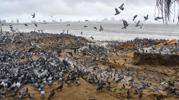 Pigeons seen at Girgaon Chowpatty in Mumbai on August 6. With the fresh cases, Maharashtra, if it were a country, would be the sixth biggest hot spot of the pathogen, crossing Mexico’s 469,407 Covid-19 cases, as per data available at Covid-19 tracking website Worldometers. (PTI)