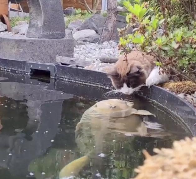 The image shows a cat named Mika and a fish.(Instagram/@timo_the_ragdoll_cat)