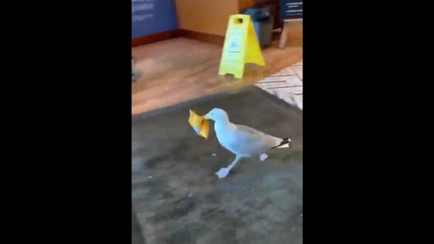 The image shows the seagull running away with a packet of snacks.(Twitter/@ziyatong)