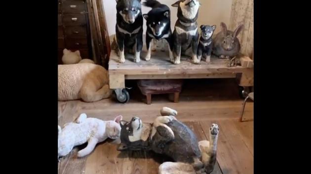 Let’s see if you can distinguish the real-life dog from the wooden carvings.(Twitter/@hashimotomio)