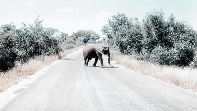 Several African economies without mineral resources and oil have managed to monetise their beaches and wildlife. (Representational Image)(Unsplash) Several African economies without mineral resources and oil have managed to monetise their beaches and wildlife. (Representational Image)(Unsplash)