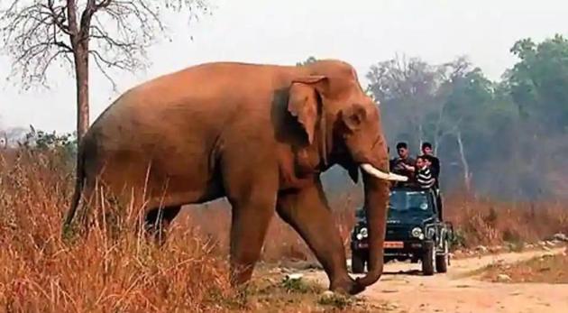 Addressing the event, Union Environment Minister Prakash Javadekar said elephant conservation is vital as it balances the ecosystem. (File photo for representation) Addressing the event, Union Environment Minister Prakash Javadekar said elephant conservation is vital as it balances the ecosystem. (File photo for representation)
