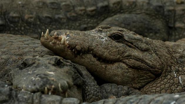 Crocodiles rest in their enclosure at the Madras Crocodile Bank. Started in 1976 by American-born snake expert Romulus Whitaker, who has also won recognition for his conservation work, the park is spread over 8.5 acres (3.44 hectares). (P. Ravikumar / REUTERS) Crocodiles rest in their enclosure at the Madras Crocodile Bank. Started in 1976 by American-born snake expert Romulus Whitaker, who has also won recognition for his conservation work, the park is spread over 8.5 acres (3.44 hectares). (P. Ravikumar / REUTERS)