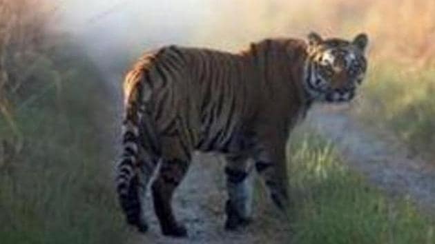 The project has raised concern among a section of environmentalists, who feel that such a move would interfere with the natural ecosystem of the tiger reserves(AP file photo) The project has raised concern among a section of environmentalists, who feel that such a move would interfere with the natural ecosystem of the tiger reserves(AP file photo)