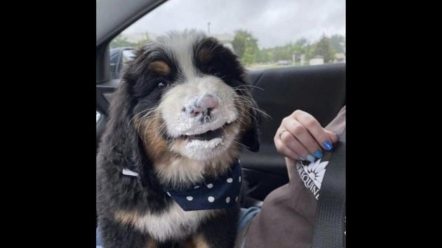 The image shows a dog named Bunsen.(Twitter/@dog_rates)