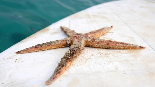 A dead starfish is seen following oil spill from the bulk carrier ship at Riviere des Creoles in Mauritius on August 10. AFP reported that the oilspill has caused untold ecological damage to protected marine parks and fishing grounds that form the backbone of Mauritius’ economy. (Reuben Pillay / REUTERS)