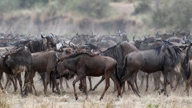 Wildebeests prepare to cross the Mara river during their migration to greener pastures, between the Maasai Mara game reserve and the open plains of the Serengeti, in the Maasai Mara game reserve on August 9. Normally, Kenya’s Maasai Mara National Reserve is crowded with international tourists during the annual wildebeest migration. But this year due to the COVID-19 pandemic, Kenyans had it all to themselves. (Thomas Mukoya / REUTERS)