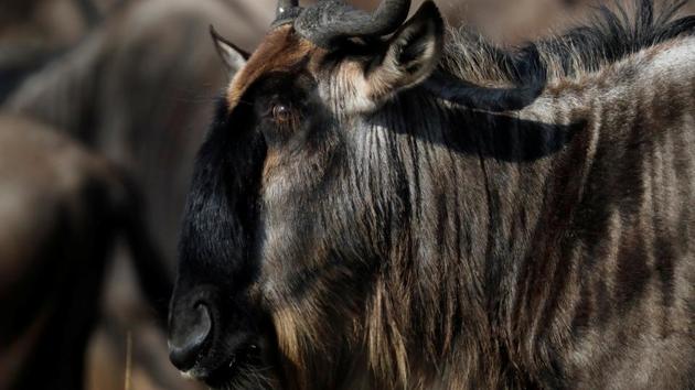 A wildebeest is pictured during their migration in the Maasai Mara game reserve on August 8. “Once I came here, my thought and my view about everything has changed. I am actually embarrassed that I have not come here the 29 years I have been alive,” tourist Patience Mumo told Reuters. (Thomas Mukoya / REUTERS)