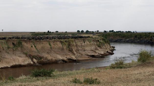Wildebeests prepare to cross the Mara river during their migration, in Maasai Mara game reserve on August 8. According to coronavirus tracking website Worldometers, Kenya has just over 26,436 confirmed cases of the COVID-19 disease and 420 deaths. Tourist resorts are required to observe strict social distancing and hygiene measures but have been allowed to reopen. (Thomas Mukoya / REUTERS)