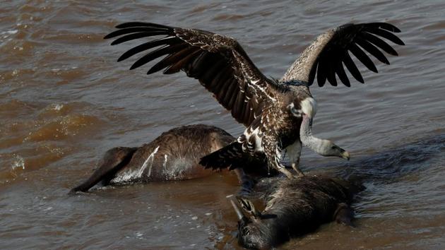 A vulture feeds on the carcass of wildebeests that died in a stampede as they attempted to cross the Mara river during their migration, in Maasai Mara game reserve on August 8. As part of that push to revive Kenya’s tourism sector, the government are using celebrities like Eliud Kipchoge, world marathon record holder, to showcase local attractions like the Mara. (Thomas Mukoya / REUTERS)