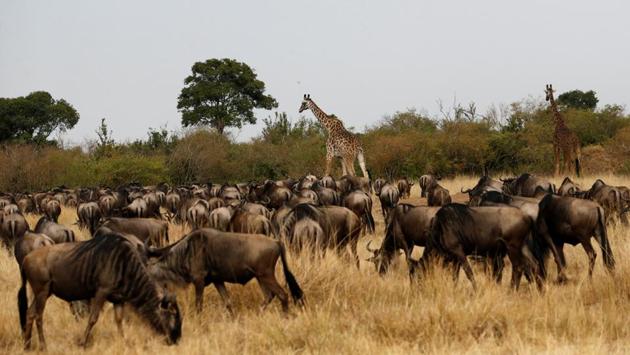 Giraffes are seen among wildebeests in the Maasai Mara game reserve on August 9. “What has impressed me is the terrain, the environment, the good air, the presence of animals,” Kipchoge told Reuters. (Thomas Mukoya / REUTERS)