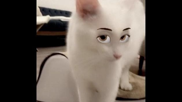 Video shows two cats trying on cartoon eye filters on Instagram. Spoiler  alert: It is hilarious | Trending - Hindustan Times