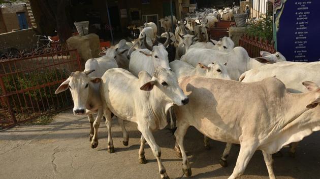 File photo: Cows are seen at a shelter home. (Biplov Bhuyan/HT PHOTO) File photo: Cows are seen at a shelter home. (Biplov Bhuyan/HT PHOTO)