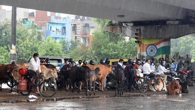 Cattle and people take shelter under a bridge amid rain showers at Yamuna Vihar in New Delhi on August 13. The Safdarjung observatory, which provides representative figures for the city, recorded 68 mm rainfall in South Delhi alone, according to the IMD’s reports. Rainfall recorded below 15mm is considered light, between 15 and 64.5mm is moderate and above 64.5mm is heavy, PTI reported. (Sonu Mehta / HT Photo) 