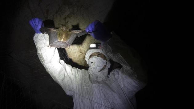 A researcher removes a bat from a trapping net in a cave inside Sai Yok National Park in Thailan’s Kanchanaburi province on August 1, 2020. A team of researchers in Thailand have been trekking though the countryside to catch bats in their caves in an effort to trace the murky origins of the coronavirus. (Sakchai Lalit / AP) A researcher removes a bat from a trapping net in a cave inside Sai Yok National Park in Thailan’s Kanchanaburi province on August 1, 2020. A team of researchers in Thailand have been trekking though the countryside to catch bats in their caves in an effort to trace the murky origins of the coronavirus. (Sakchai Lalit / AP)
