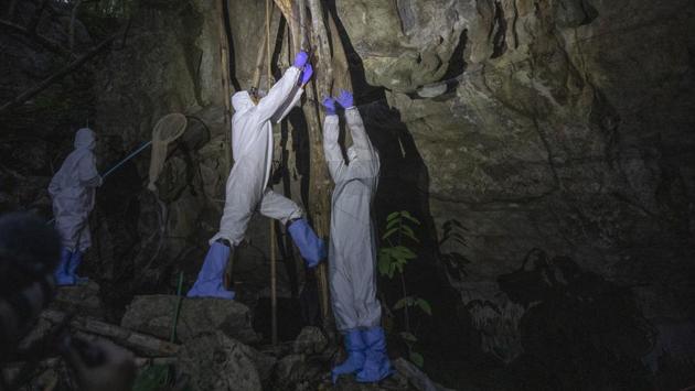 Researchers work to catch bats at the Sai Yok National Park in Kanchanaburi province on July 31. Thailand has 19 species of horseshoe bats but researchers said they have not yet been tested for the new coronavirus. (Sakchai Lalit / AP) Researchers work to catch bats at the Sai Yok National Park in Kanchanaburi province on July 31. Thailand has 19 species of horseshoe bats but researchers said they have not yet been tested for the new coronavirus. (Sakchai Lalit / AP)
