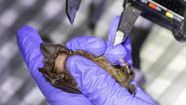 A researcher measures a bat captured inside Sai Yok National Park on July 31. The team was headed by Supaporn Wacharapluesadee, the center’s deputy chief, who has studied bats and diseases associated with them for more than 20 years. Wacharapluesadee was part of the group that helped Thailand confirm the first COVID-19 case outside China in January. (Sakchai Lalit / AP) A researcher measures a bat captured inside Sai Yok National Park on July 31. The team was headed by Supaporn Wacharapluesadee, the center’s deputy chief, who has studied bats and diseases associated with them for more than 20 years. Wacharapluesadee was part of the group that helped Thailand confirm the first COVID-19 case outside China in January. (Sakchai Lalit / AP)