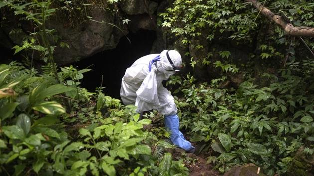 A researcher exits a cave holding a bag containing a bat at Sai Yok National Park on August 1. Wacharapluesadee believes it is likely the team will find in Thailand’s bats the same virus that causes COVID-19. “The pandemic is borderless,” she told AP. “The disease can travel with bats. It could go anywhere.” (Sakchai Lalit / AP) A researcher exits a cave holding a bag containing a bat at Sai Yok National Park on August 1. Wacharapluesadee believes it is likely the team will find in Thailand’s bats the same virus that causes COVID-19. “The pandemic is borderless,” she told AP. “The disease can travel with bats. It could go anywhere.” (Sakchai Lalit / AP)