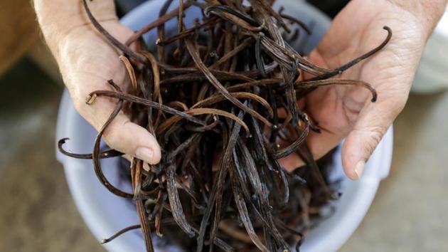 Iton Rifa'i, a 74-year-old vanilla farmer, shows dried vanilla beans at Kebon Kakek farm in Serang, Banten province, Indonesia, July 25, 2020.(REUTERS/Willy Kurniawan)