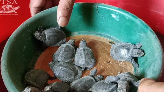 The black softshell turtle hatchings being transferred from Nagshankar Temple to a specialized rearing facility.(HT)