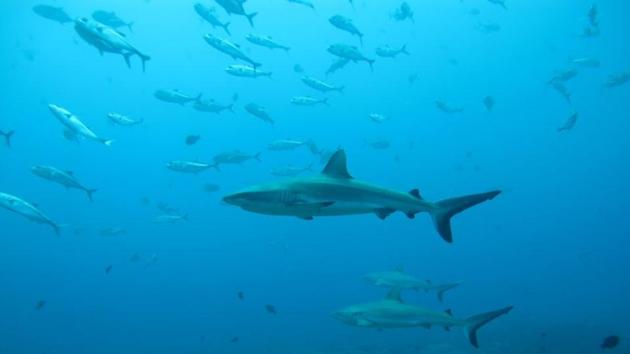 Gray reef sharks, the subject of a study on social behaviour among sharks, are seen in the Pacific Ocean around the Palmyra Atoll, about 1,000 miles (1,600 km) southwest of Hawaii in this undated photo released on August 12, 2020.(Yannis Papastamatiou/Handout via REUTERS)