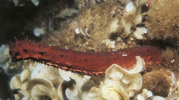 Sea cucumber underwater.(De Agostini/Getty Images)